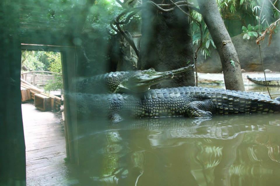 Pavilon Gaviálů, foto (c) Petr Velenský, Zoo Praha